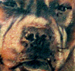 Tattoos - TRIBAL PIT ! - 21860